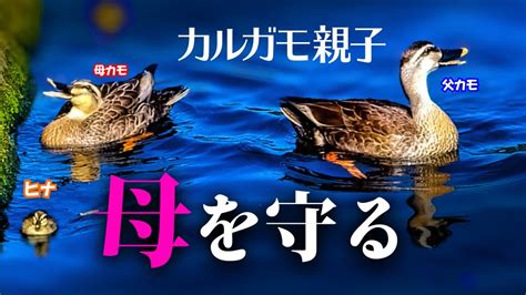 雛鳥 視頻|雛鳥 (TV Series 2017